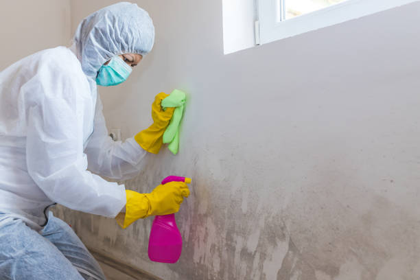 Best Basement Mold Removal  in , NH